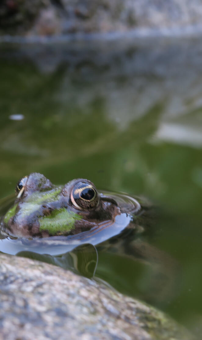 Frosch im Wasser