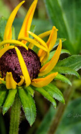 Black-eyed Susan