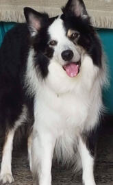 TG border collie