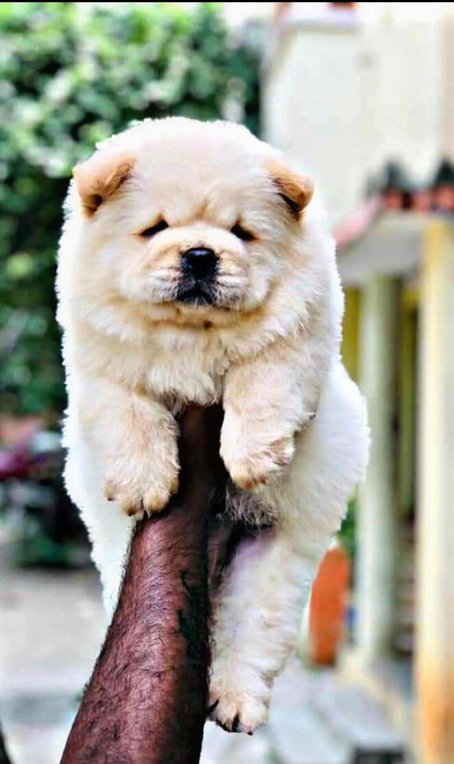 Chow chow puppy