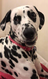 Dalmatian Spots