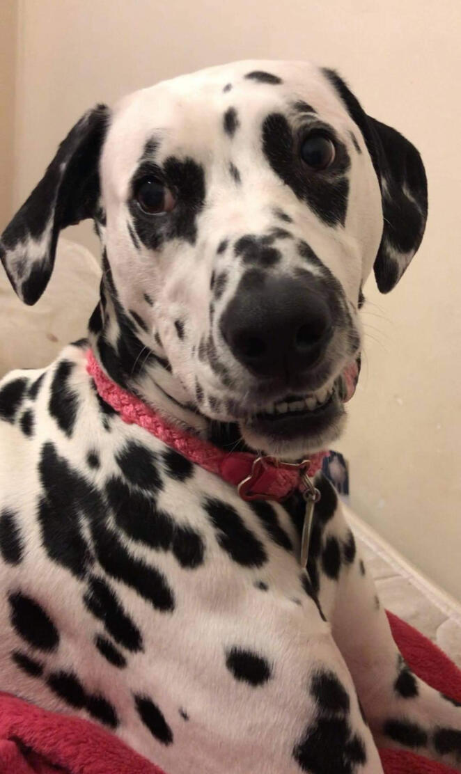 Dalmatian Spots