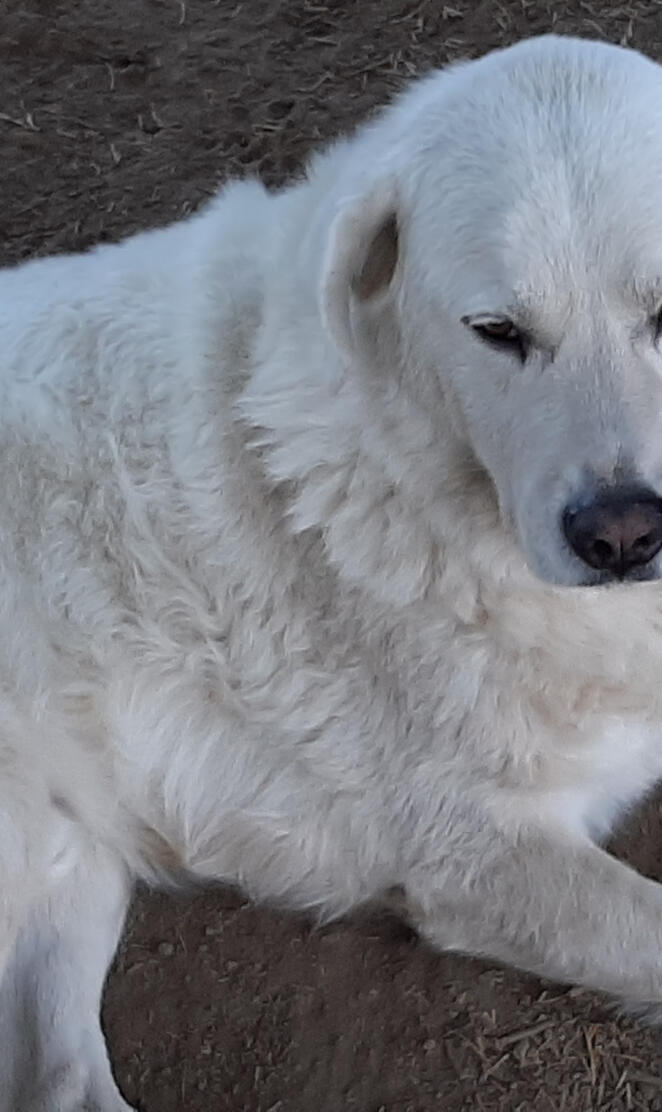 Great pyrenees