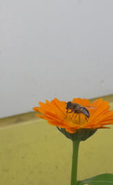 Ay cicek papatya ari