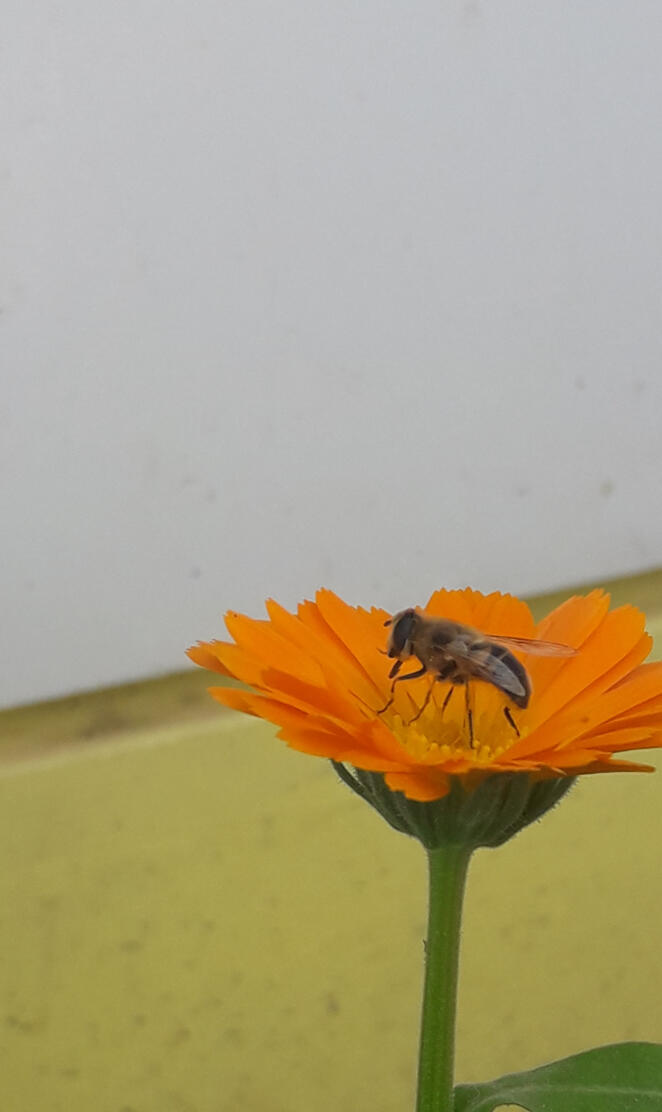 Ay cicek papatya ari