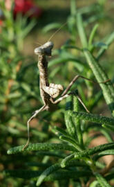 Praying mantis