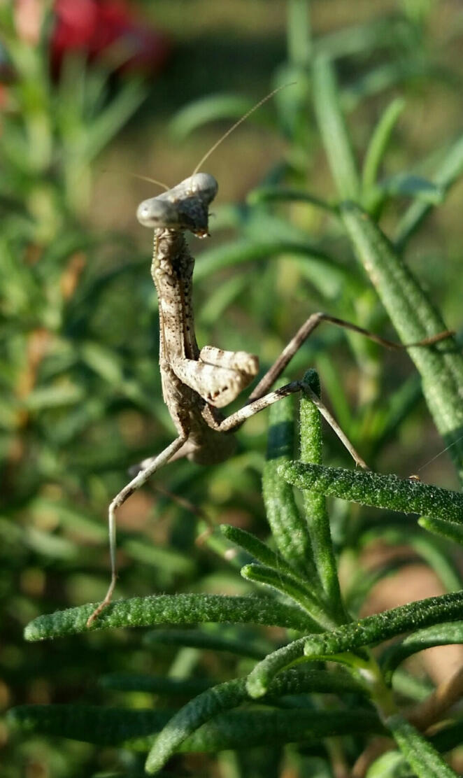 Praying mantis