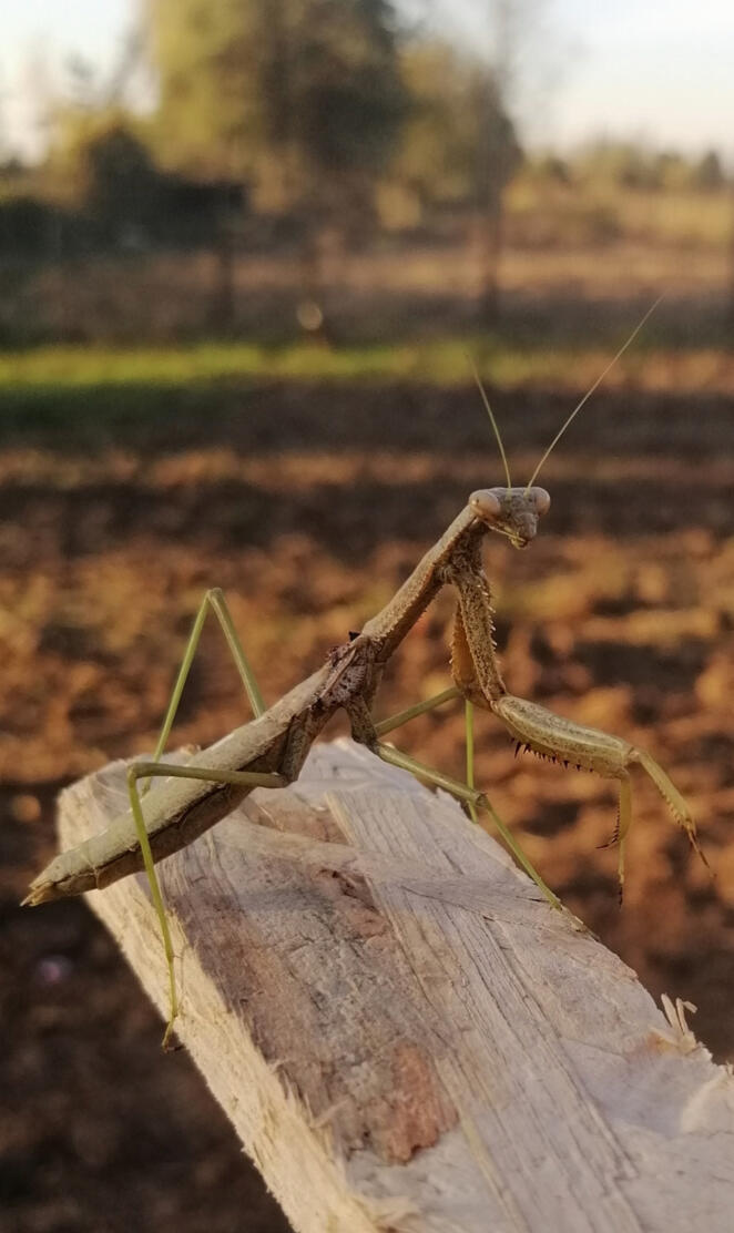 Mantis religiosa