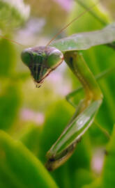Praying Mantis