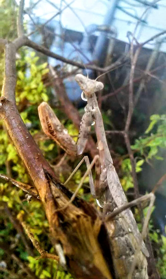 Raindrop Mantis
