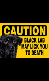 Black Labrador