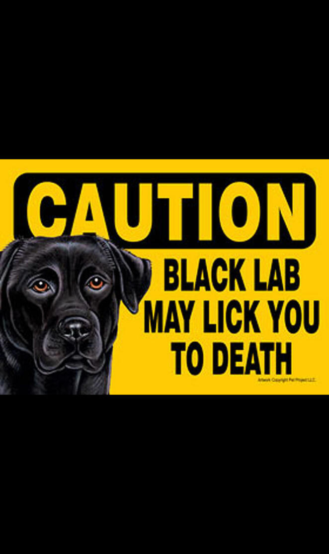Black Labrador
