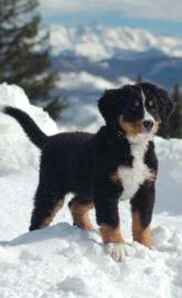 Mountain puppy