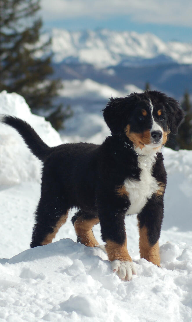 Mountain puppy