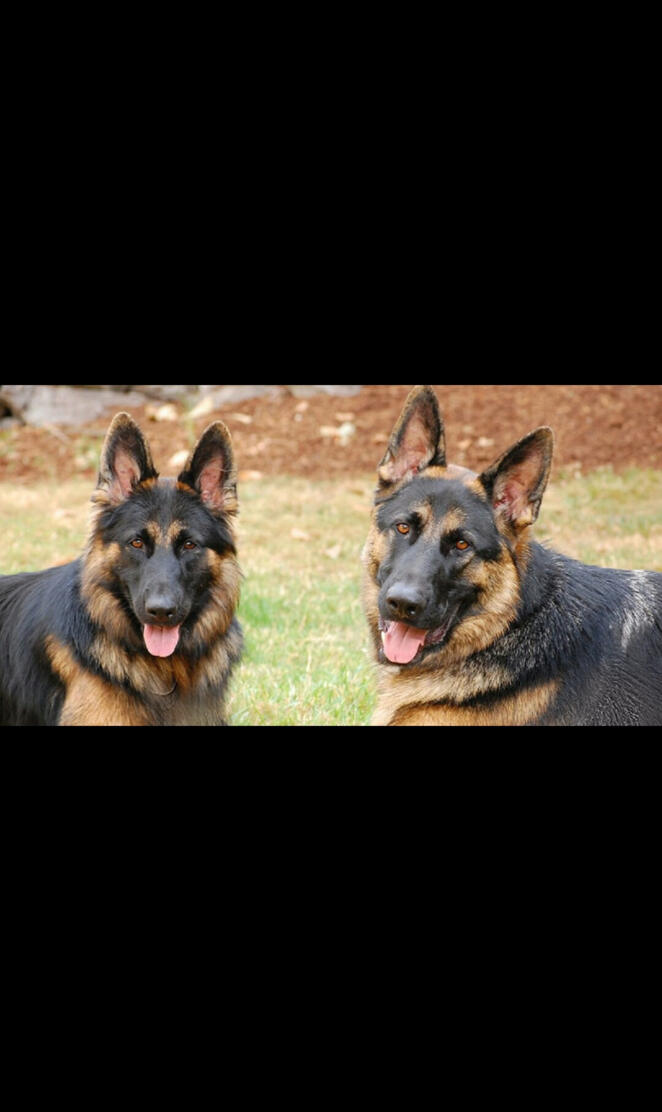 German Shepherds