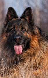 German Shepherd