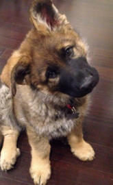 1 month year old pup