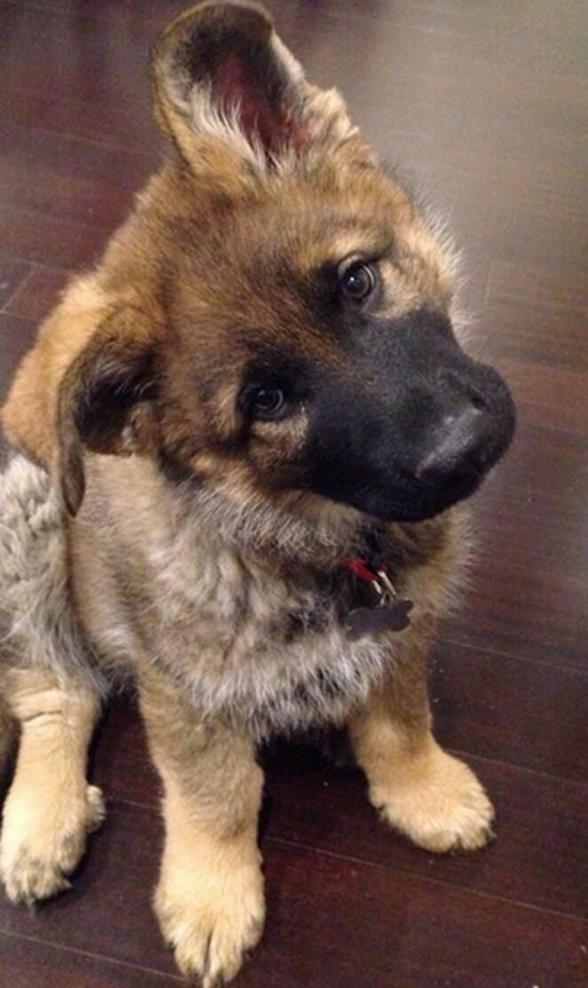 1 month year old pup