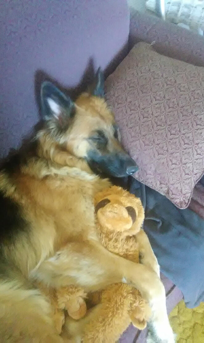 Sheba and babysloth
