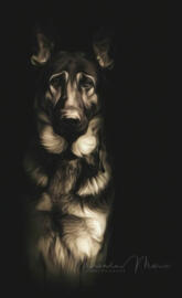 German Shepherd Dog