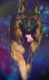 Galaxy shepherd