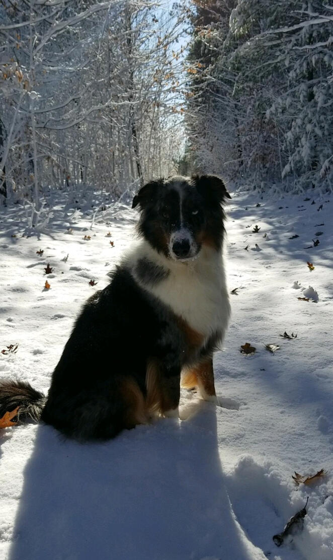 Aussie Shepherd