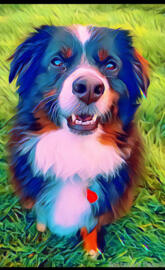 Australian Shepherd