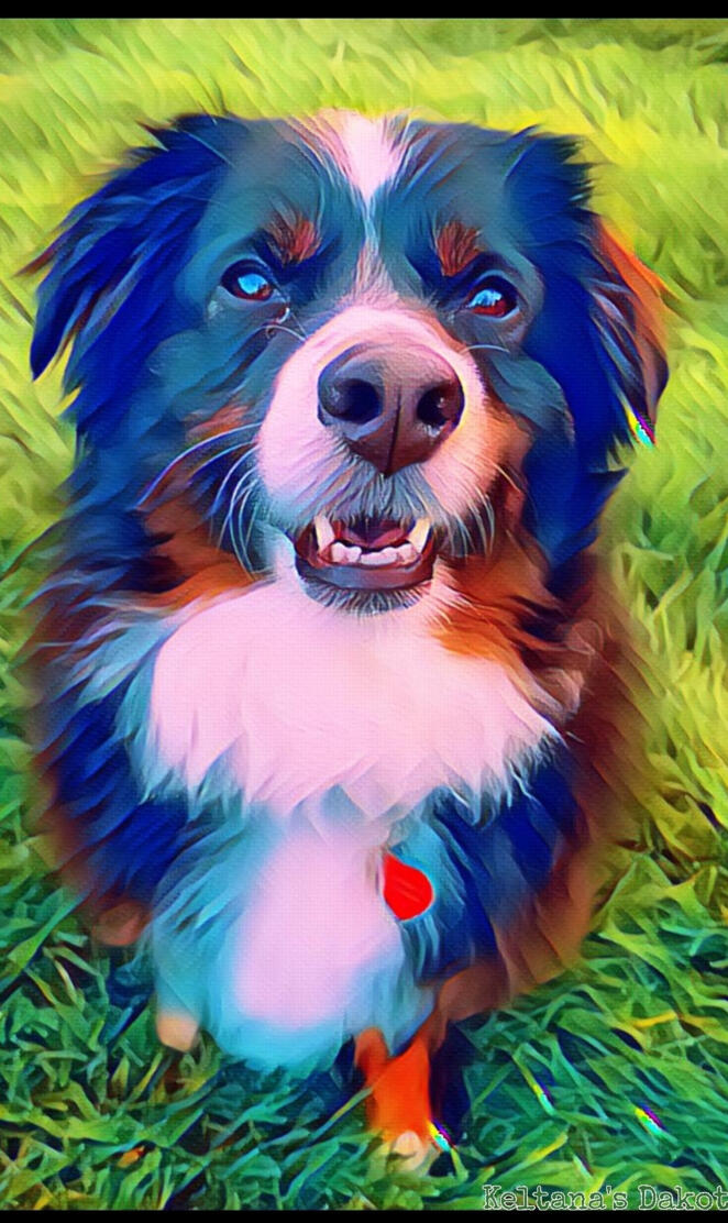 Australian Shepherd