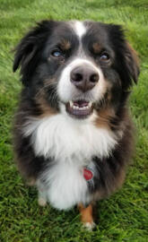 Australian shepherd