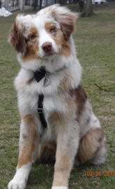 Australian Shepherd