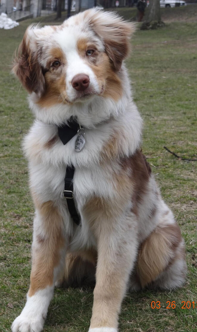 Australian Shepherd