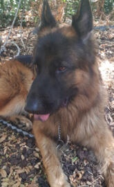 Doggo german sheperd