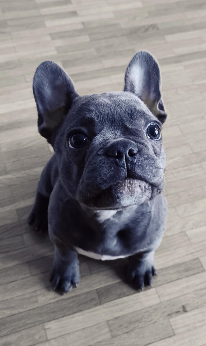 French Bulldog
