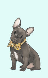 French bulldog