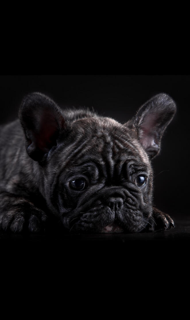 FRENCH BULLDOG