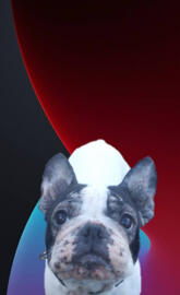 French Bulldog IOS14