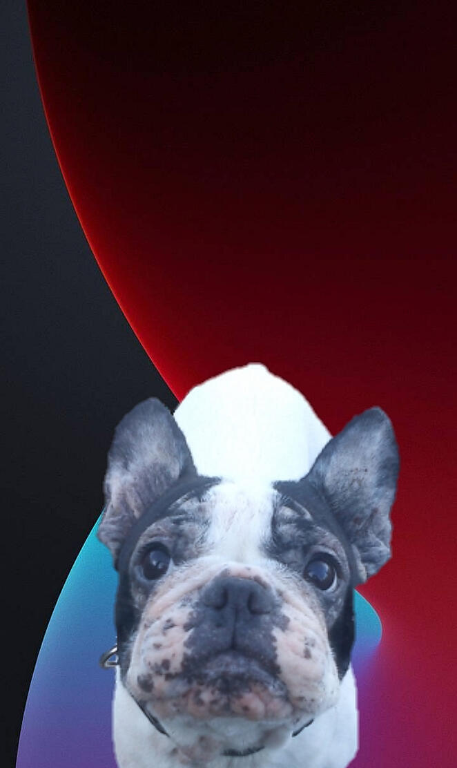 French Bulldog IOS14