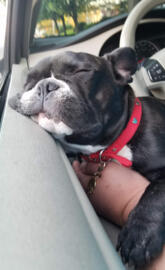 Penni french bulldog