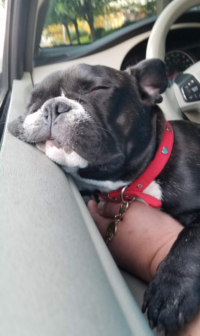 Penni french bulldog