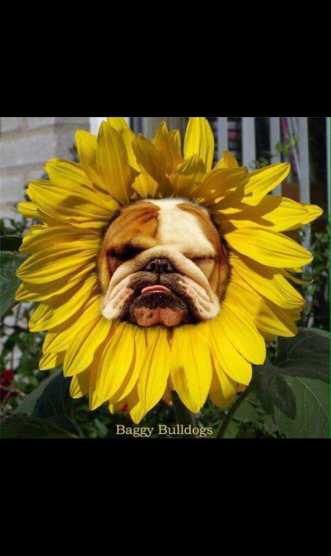 bulldog flower