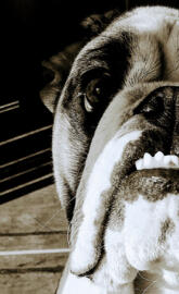 Agathe The Bulldog