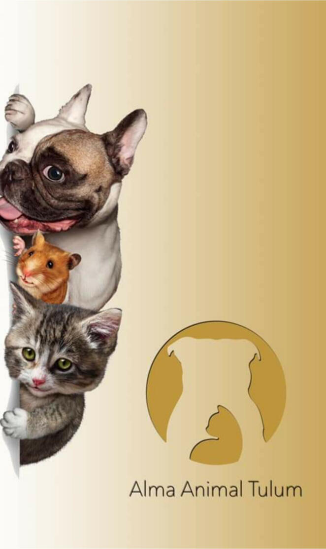 Alma animal