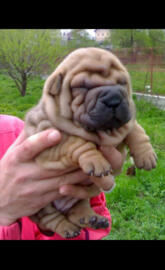 shar pei