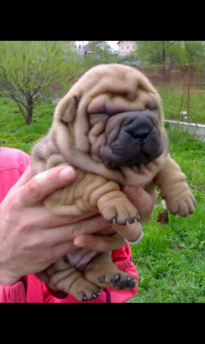 shar pei