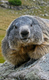 Marmot of Alps