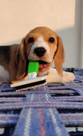 Beagle cute wallpaper