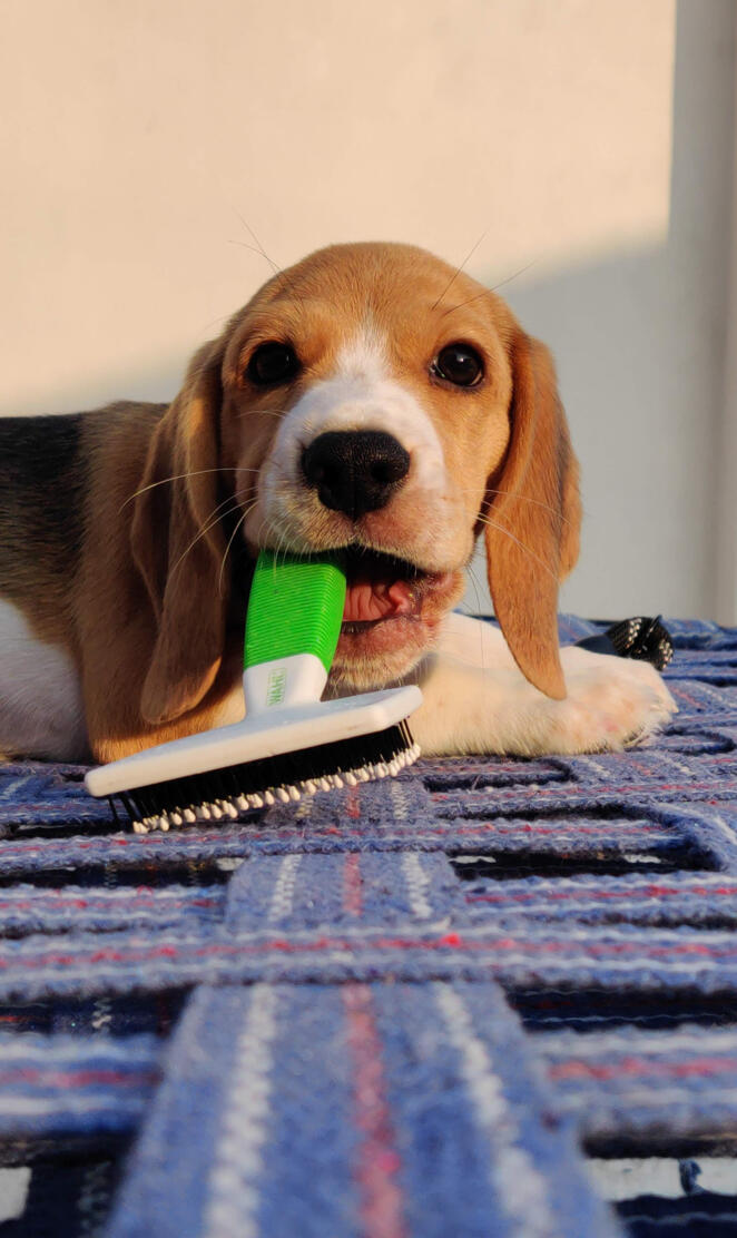 Beagle cute wallpaper