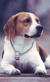Beagle so cute