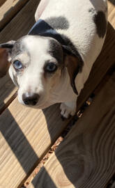 Big Baby Blues