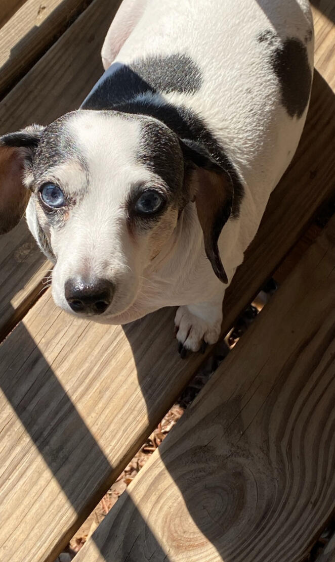 Big Baby Blues
